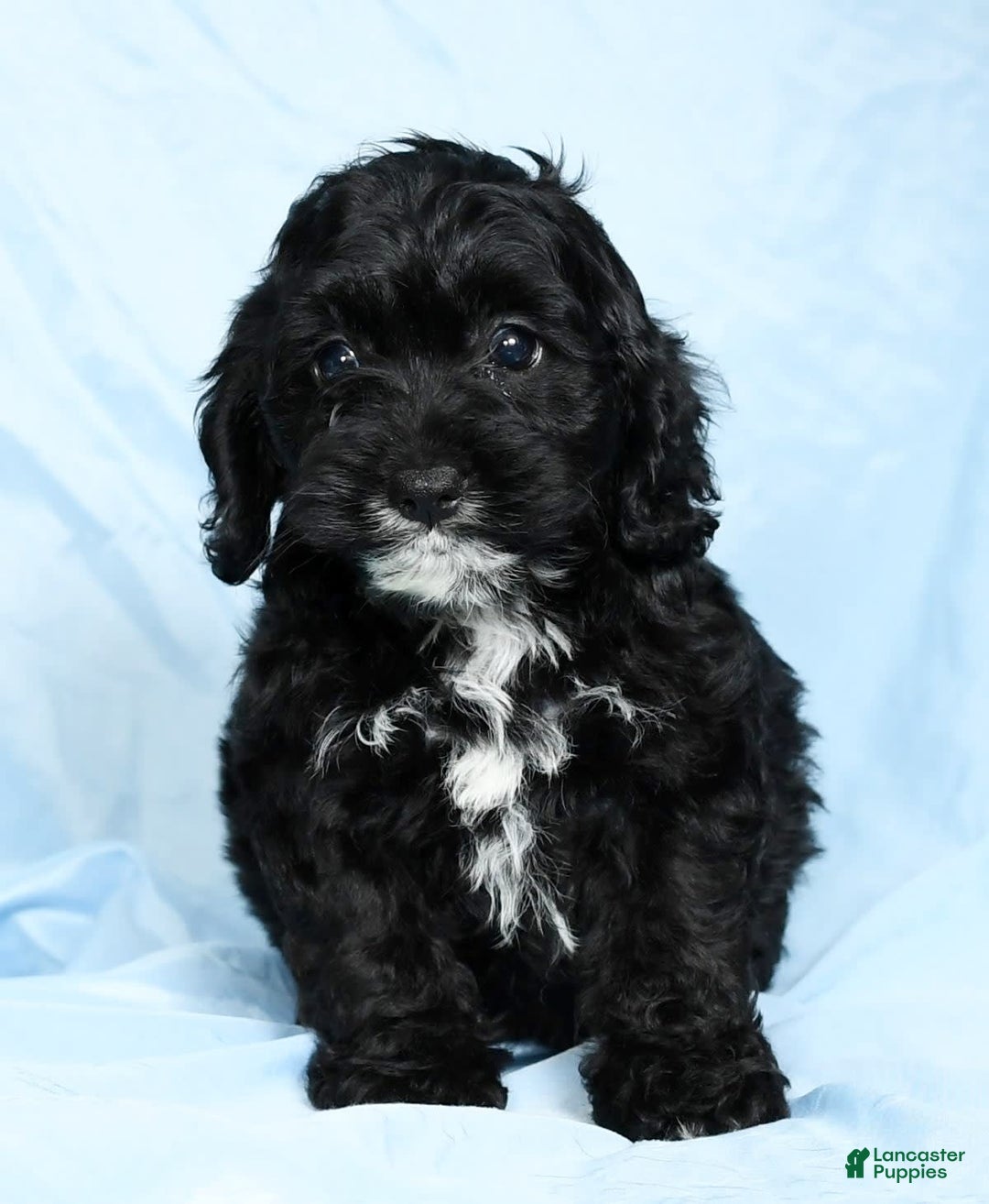 Cockapoo dogs for sale: Valerie - Image 8