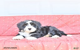 Miniature Bernese Mountain Dog dogs for sale: Mallory - Image 8