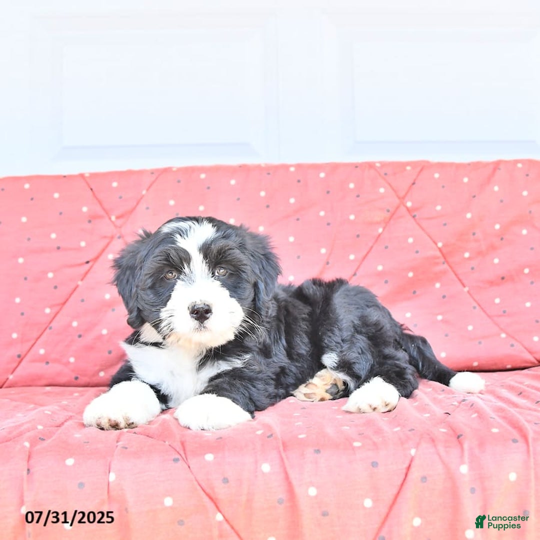 Miniature Bernese Mountain Dog dogs for sale: Mallory - Image 8