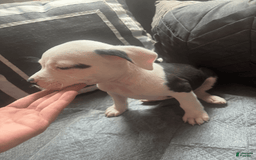 American Bully dogs for sale: Beauty - Image 8