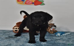 Labrador Retriever dogs for sale: Colt - Image 2