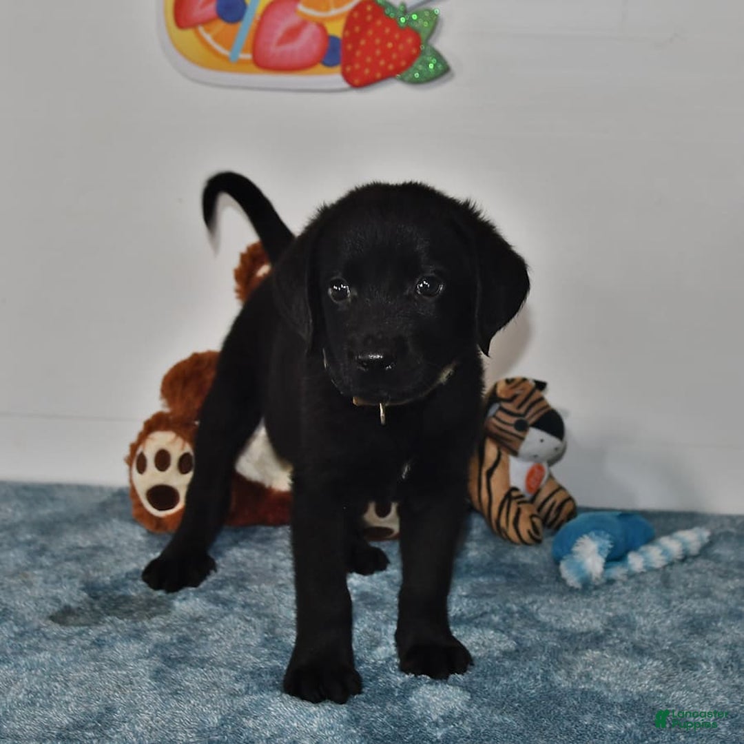 Labrador Retriever dogs for sale: Colt - Image 2