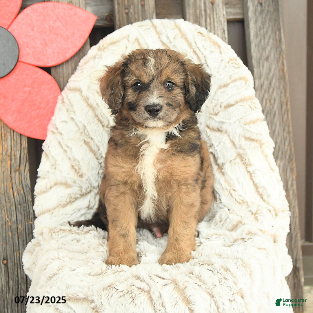 Mini Goldendoodle dogs for sale: Moose - Image 4