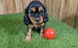 Cavalier King Charles Spaniel dogs for sale: Brin Girl 3 - Image 12