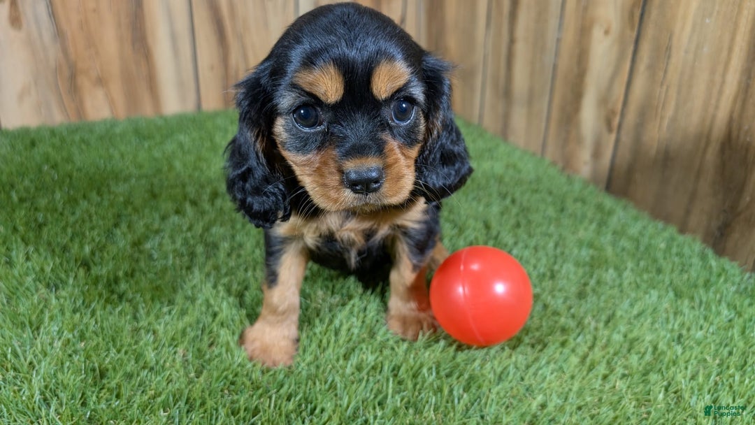 Cavalier King Charles Spaniel dogs for sale: Brin Girl 3 - Image 12