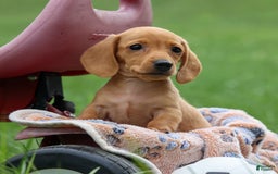Miniature Dachshund dogs for sale: Nick - Image 19
