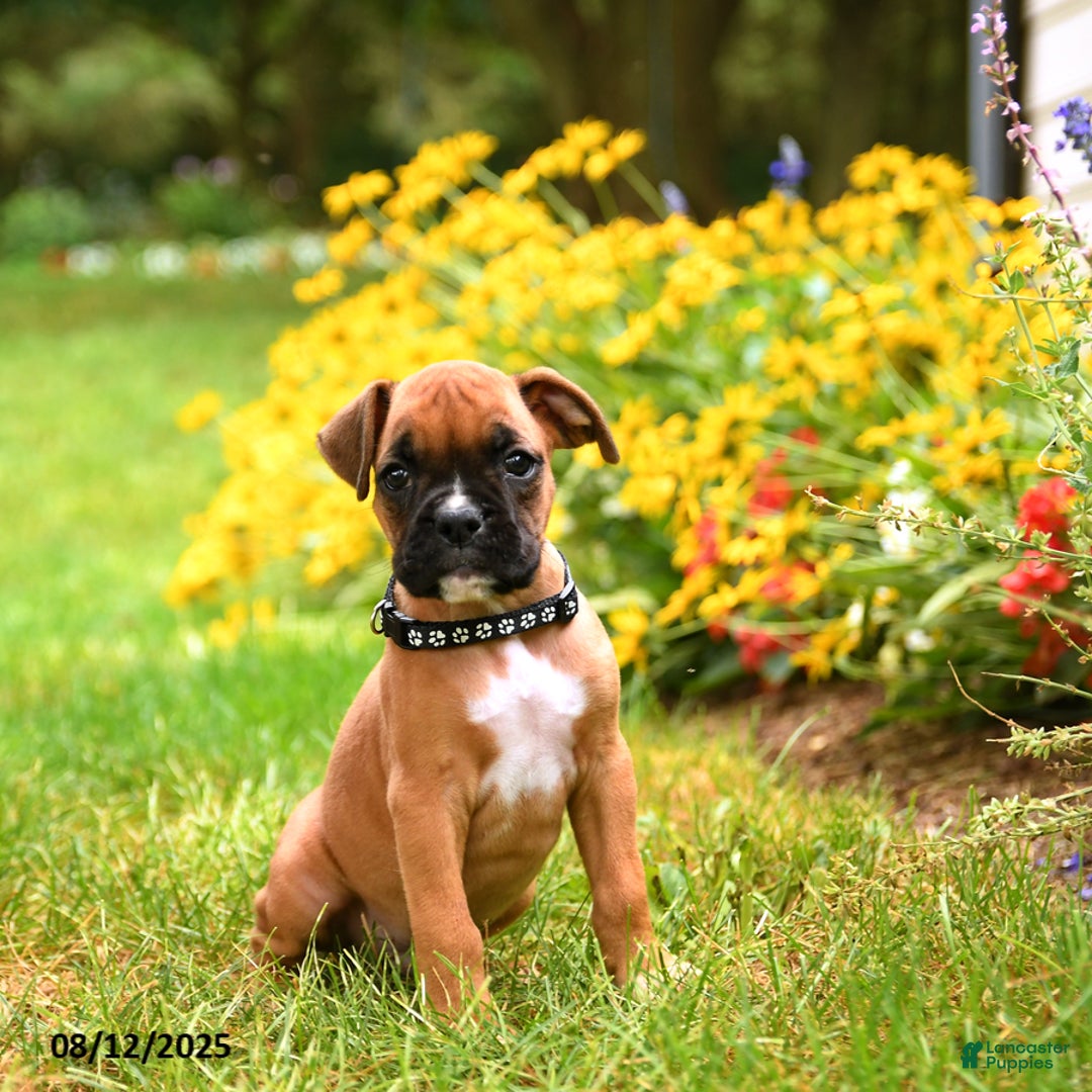 Boxer dogs for sale: Bicayne - Image 1