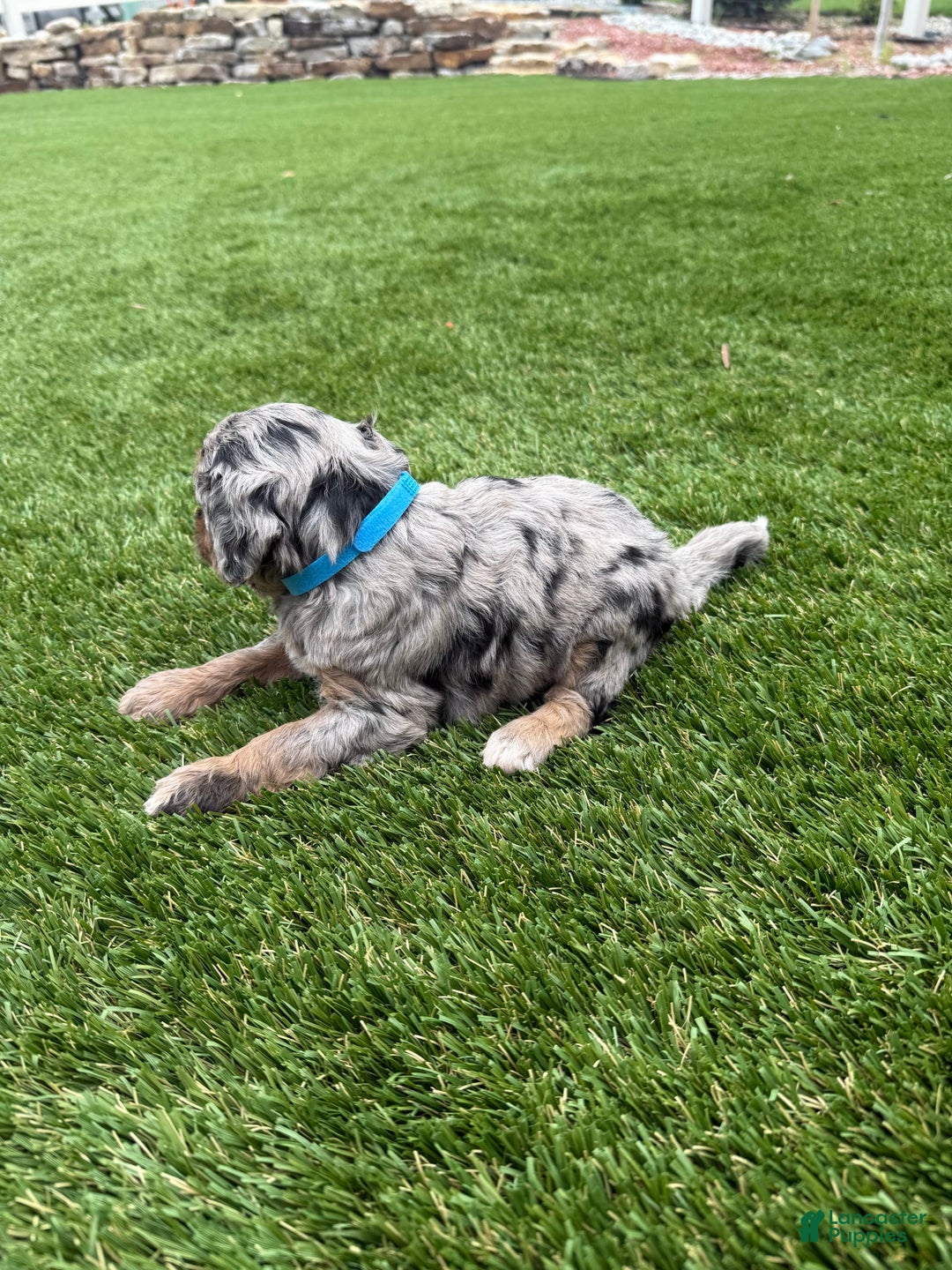 Bernedoodle dogs for sale: 12 - Image 5