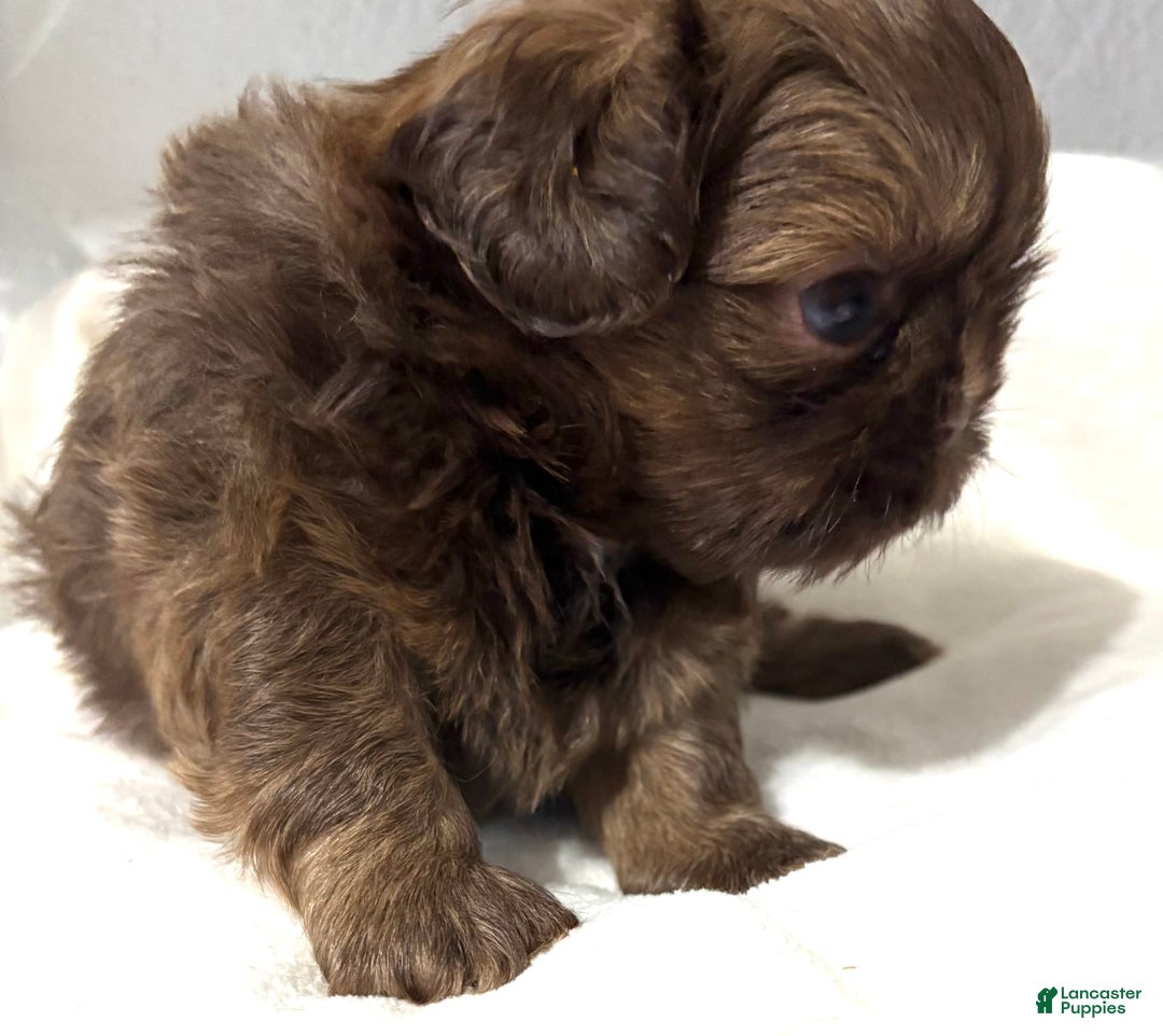 Shih Tzu dogs for sale: Karlton - Image 7