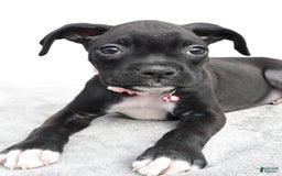 Boxer dogs for sale: Ruby - Image 5