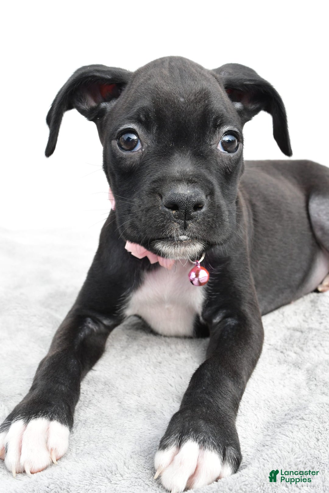 Boxer dogs for sale: Ruby - Image 5