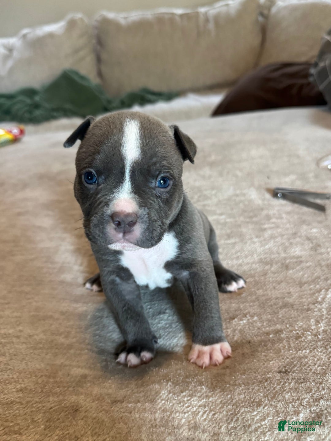 American Bully dogs for sale: Luna - Image 2
