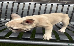 French Bulldog dogs for sale: Dior - Image 2