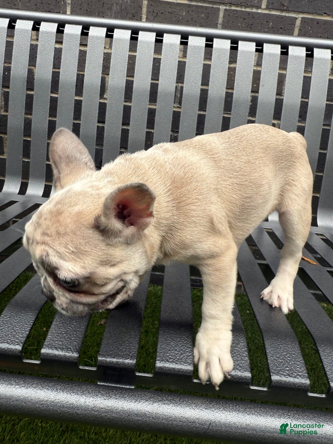 French Bulldog dogs for sale: Dior - Image 2