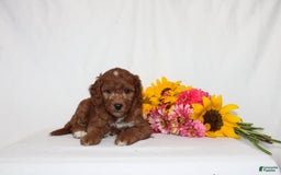 Mini Goldendoodle dogs for sale: Hassan - Image 2