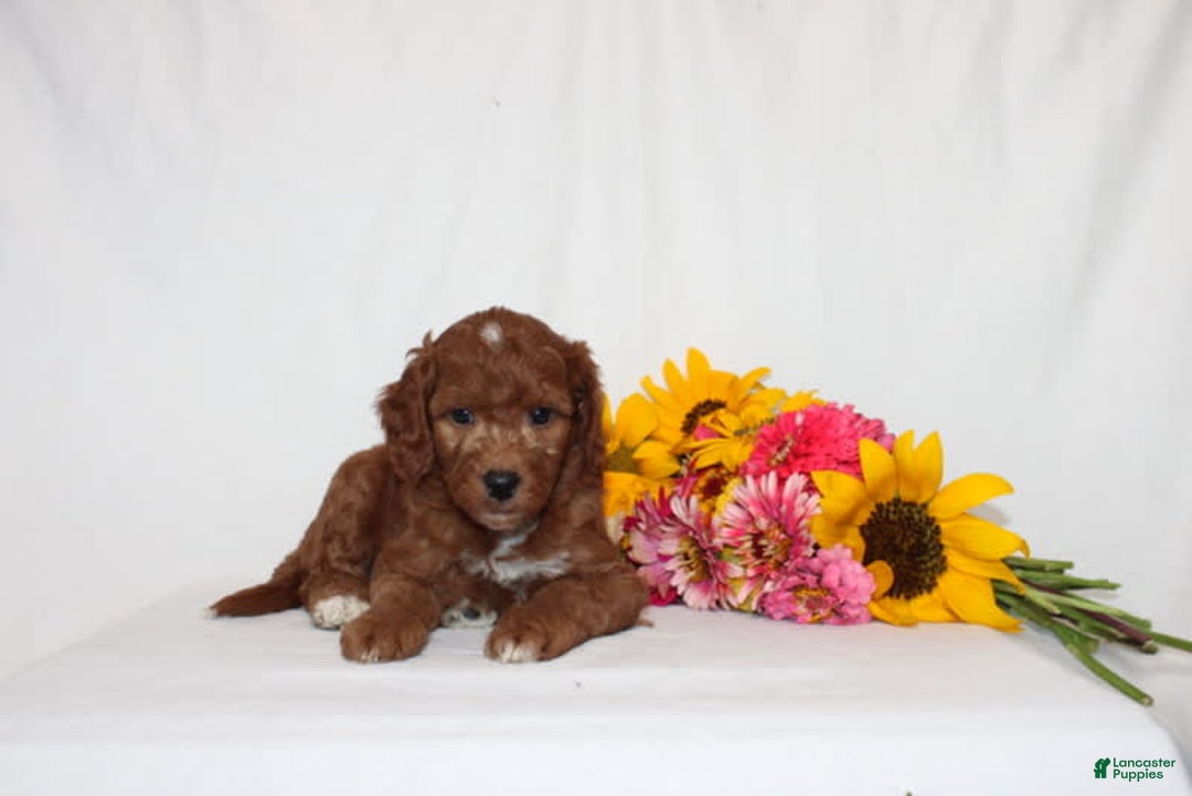 Mini Goldendoodle dogs for sale: Hassan - Image 2