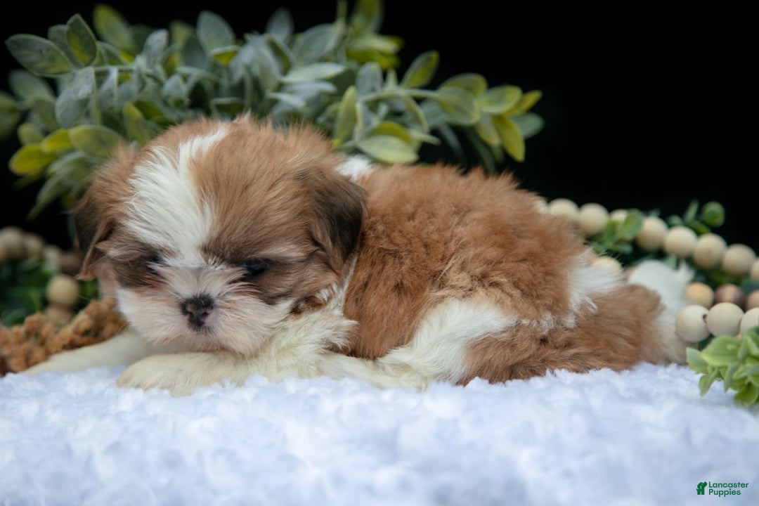 Shih Tzu dogs for sale: Heidi - Image 2
