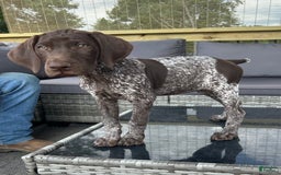 German Shorthaired Pointer dogs for sale: Dottie - Image 6