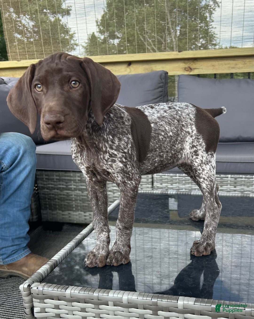 German Shorthaired Pointer dogs for sale: Dottie - Image 6