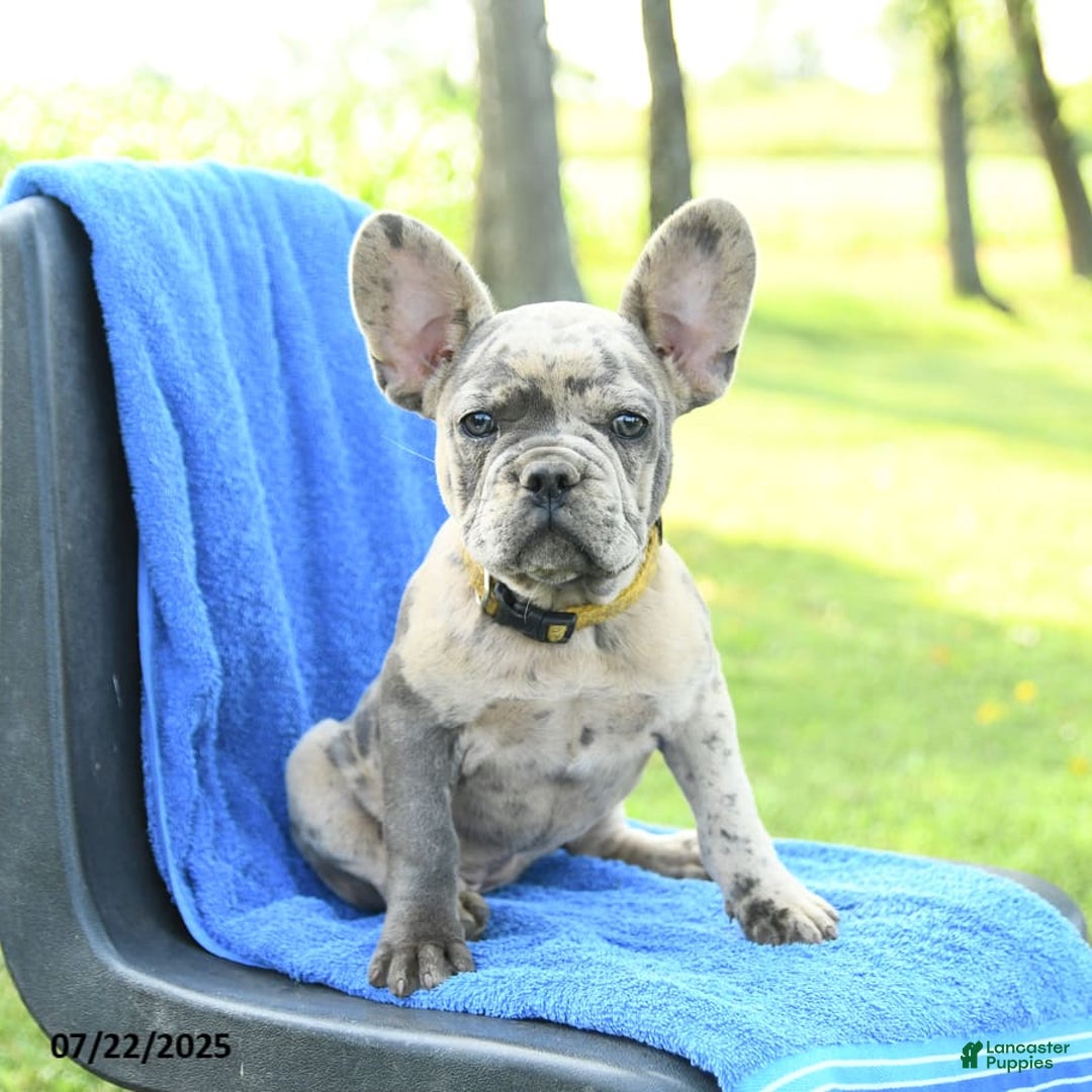 French Bulldog dogs for sale: Josie - Image 5