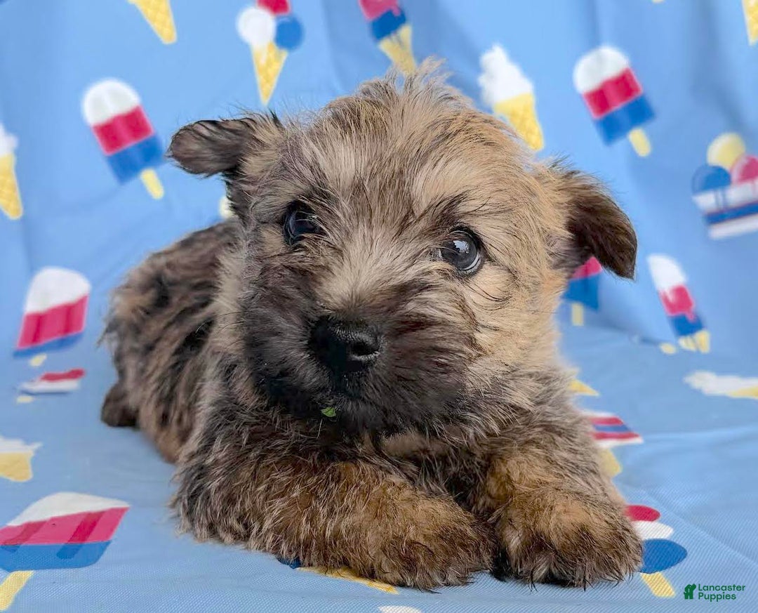 Cairn Terrier dogs for sale: Elvis - Image 2
