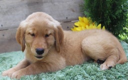 Golden Retriever dogs for sale: Mitsy - Image 3