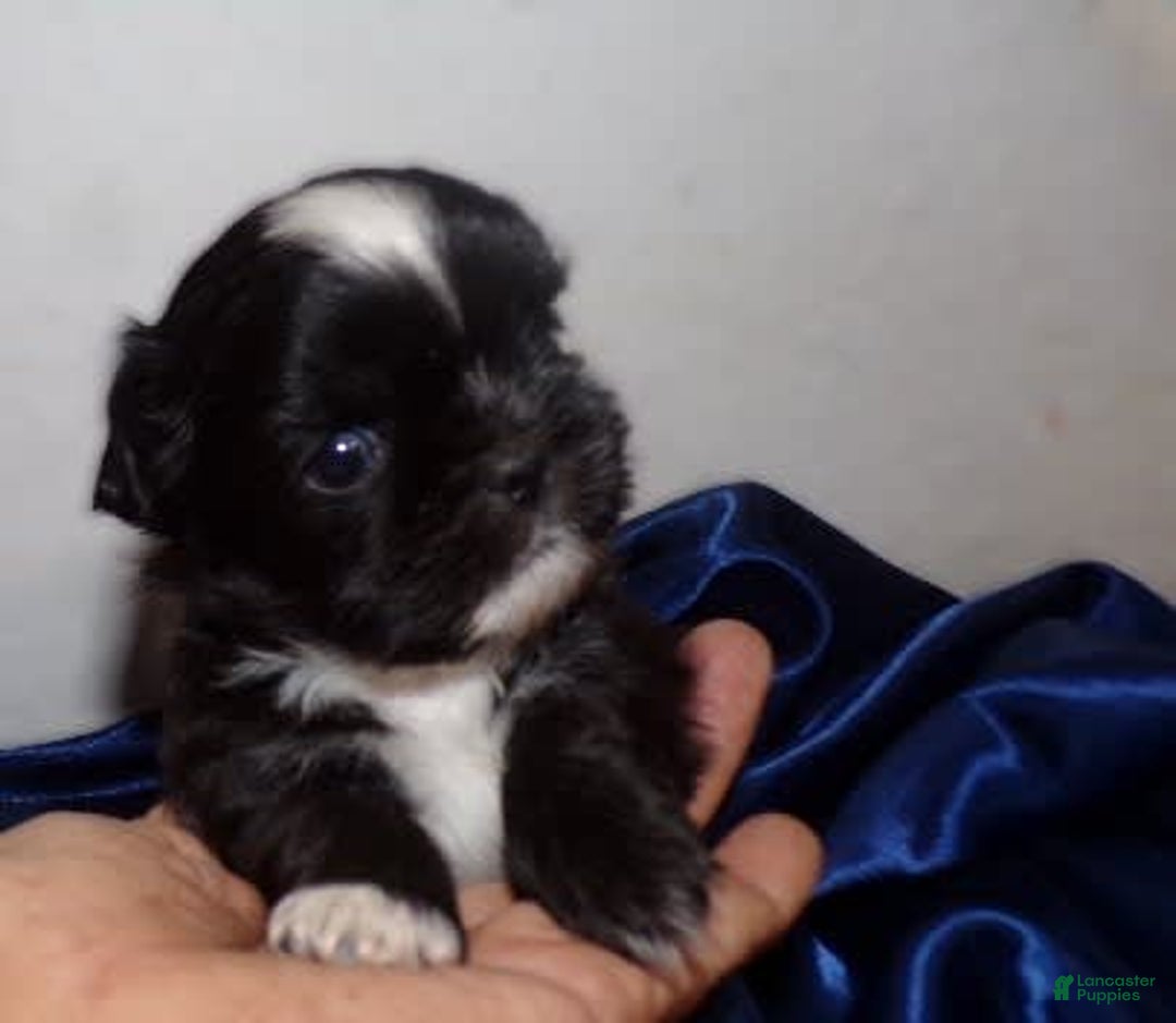 Shih Tzu dogs for sale: Tiny Jetta - Image 10