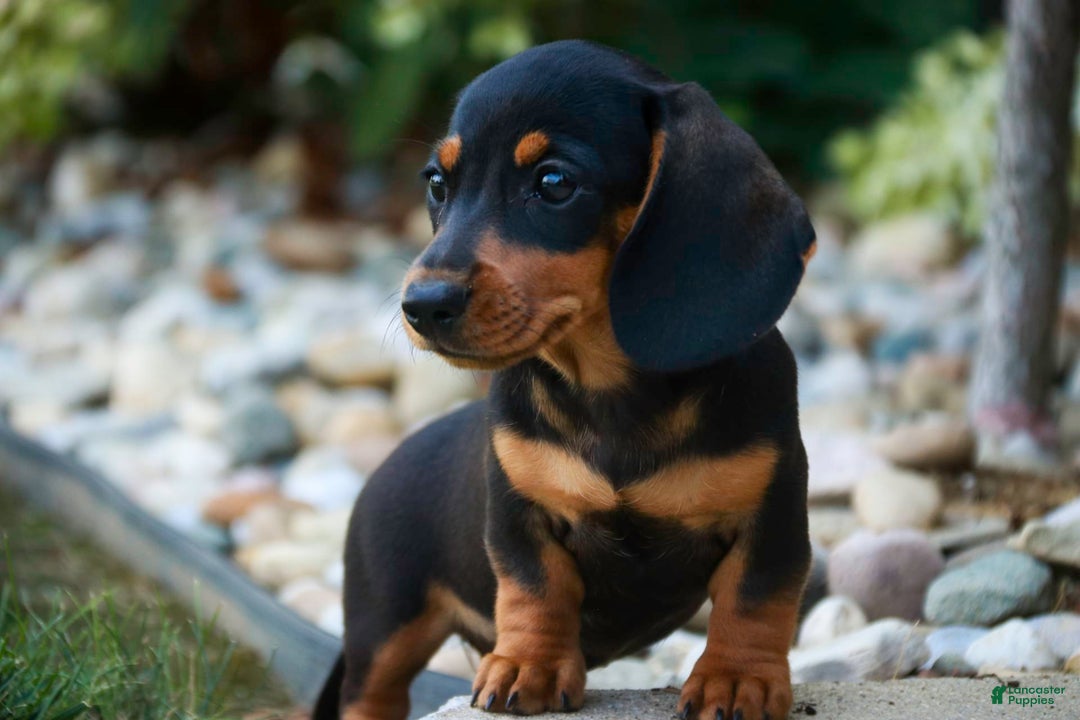 Miniature Dachshund dogs for sale: Heidi - Image 8