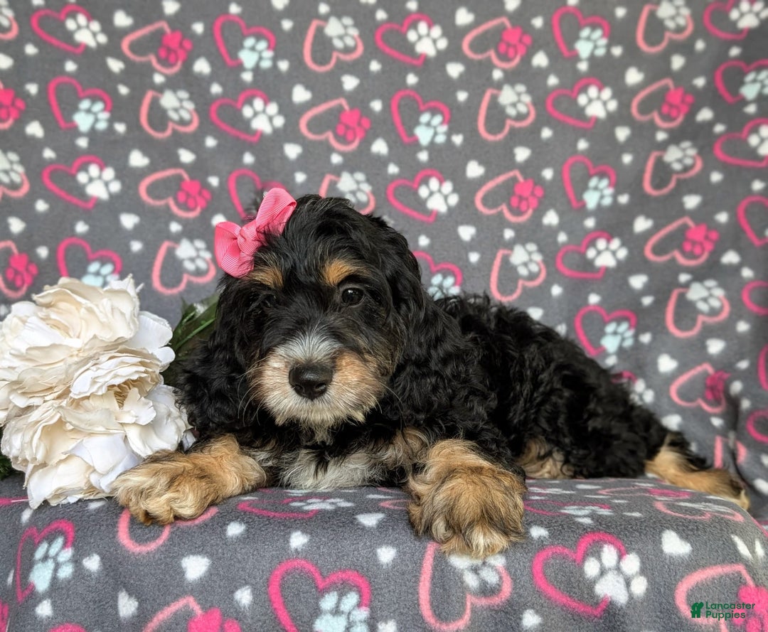 Cockapoo dogs for sale: Charmaine - Image 3
