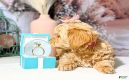 Maltipoo dogs for sale: Dark Pink Collar - Image 13
