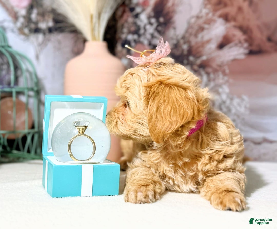 Maltipoo dogs for sale: Dark Pink Collar - Image 13