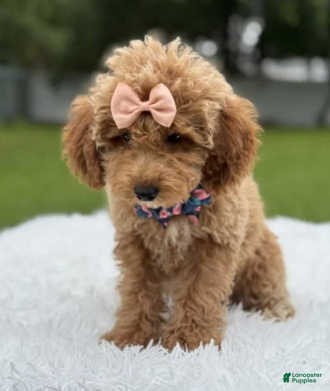 Mini Goldendoodle dogs for sale: Amara - Image 5