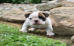 English Bulldog dogs for sale: Wendy - Image 4