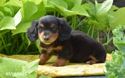 Miniature Dachshund dogs for sale: Snickers - Image 1