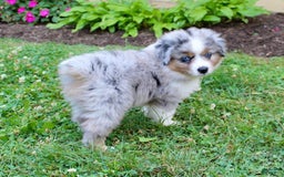 Miniature Australian Shepherd dogs for sale: Ottis - Image 5