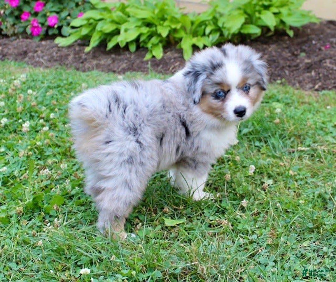 Miniature Australian Shepherd dogs for sale: Ottis - Image 5
