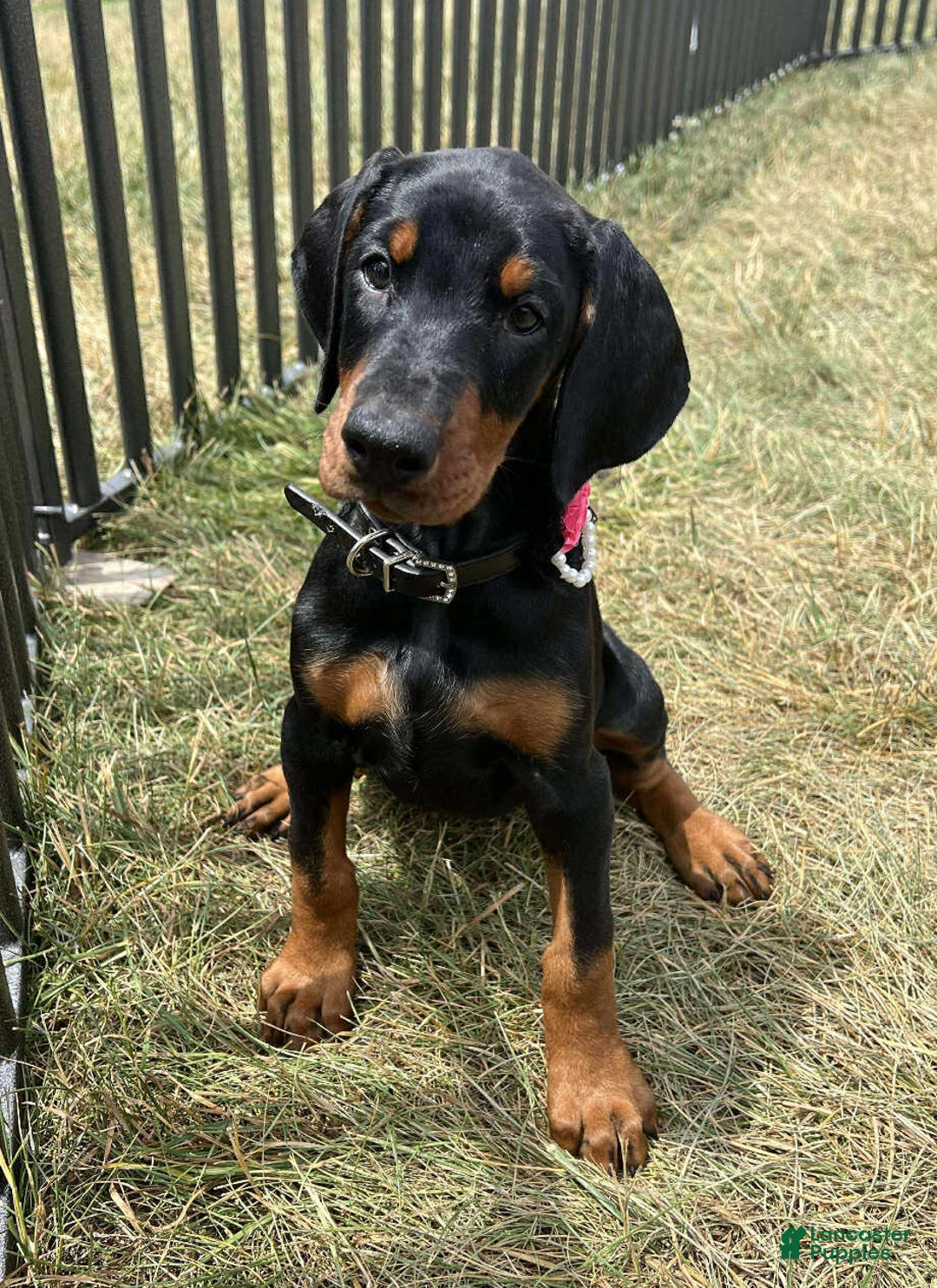 Doberman Pinscher dogs for sale: NINA - Image 1