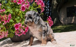 Mini Bernedoodle dogs for sale: Sage - Image 11