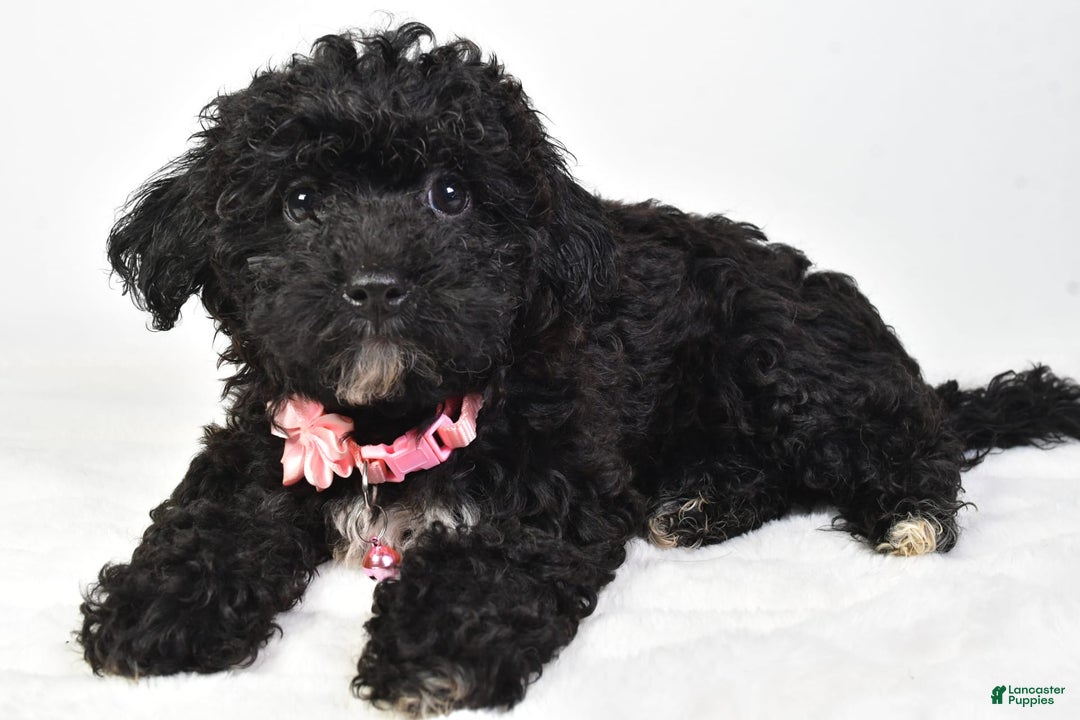 Bichpoo dogs for sale: Alisha - Image 6