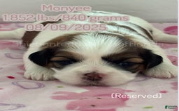 Teddy Bear dogs for sale: Teddy Bear 3 puppies - Image 3