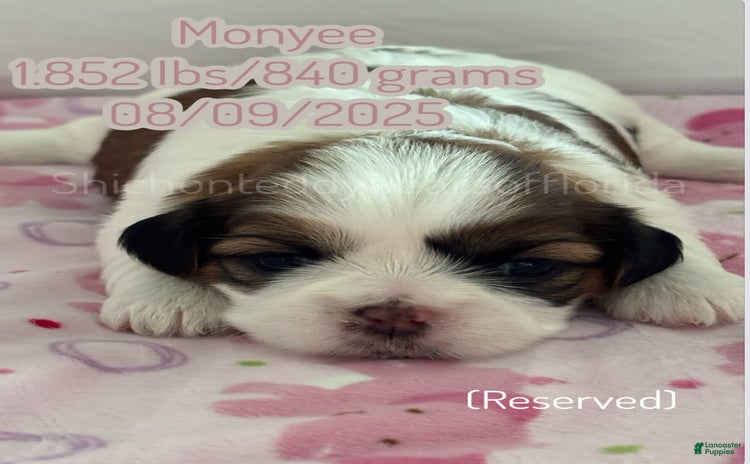 Teddy Bear dogs for sale - Ad 2
