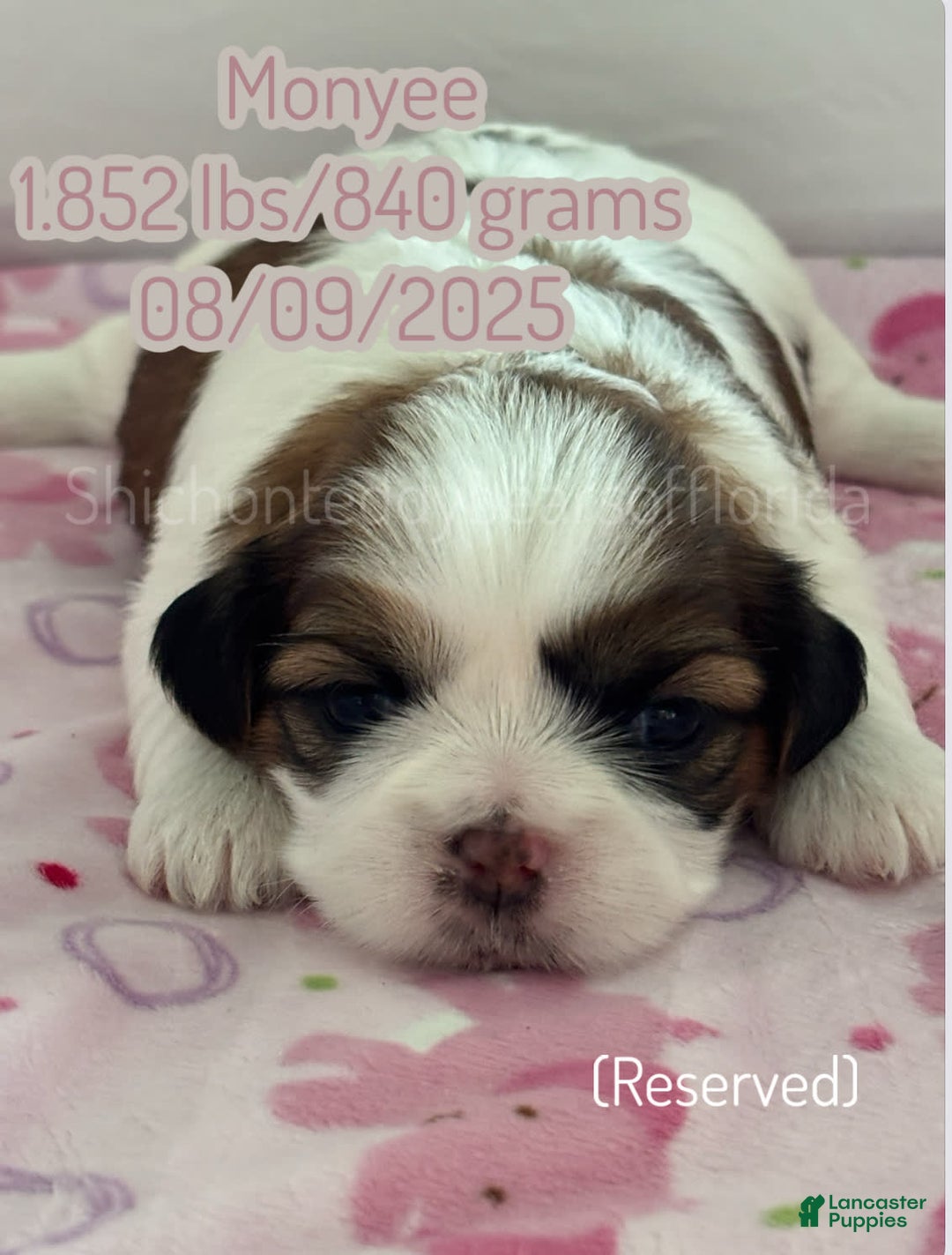 Teddy Bear dogs for sale: Teddy Bear 3 puppies - Image 3