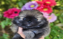 Pomeranian dogs for sale: Sushi - Image 5