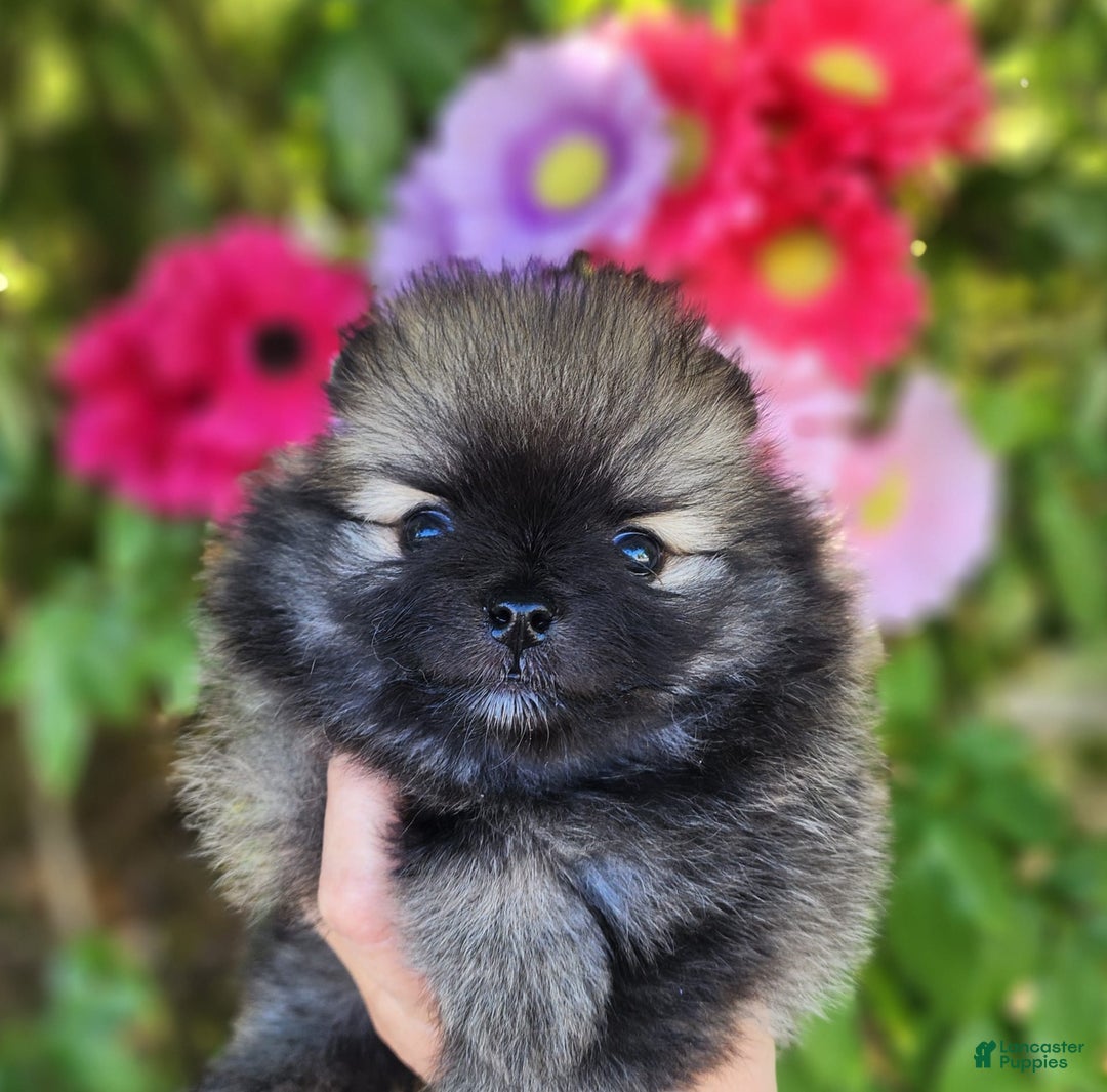Pomeranian dogs for sale: Sushi - Image 5