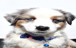 Miniature Australian Shepherd dogs for sale: Tundra - Image 9