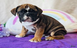 English Bulldog dogs for sale: Lance - Image 4
