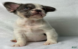 French Bulldog dogs for sale: ghost - Image 2