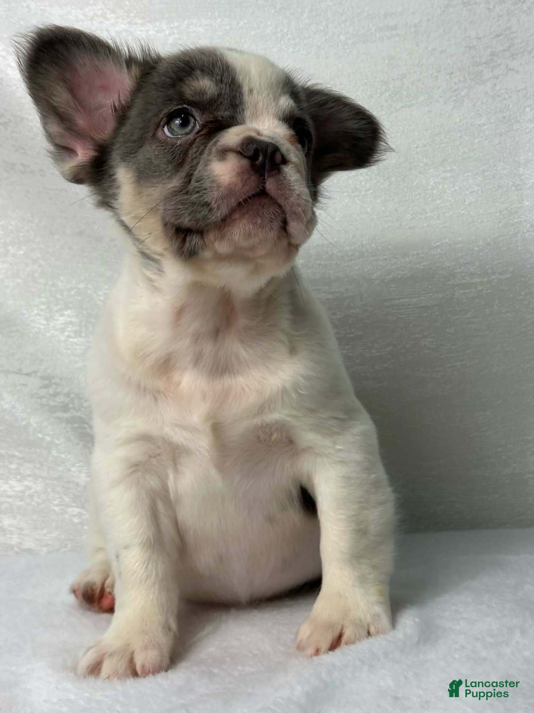 French Bulldog dogs for sale: ghost - Image 2