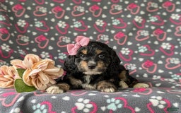 Cockapoo dogs for sale: Charmaine - Image 10
