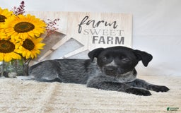 Australian Cattle Dog dogs for sale: Roxie - Image 1